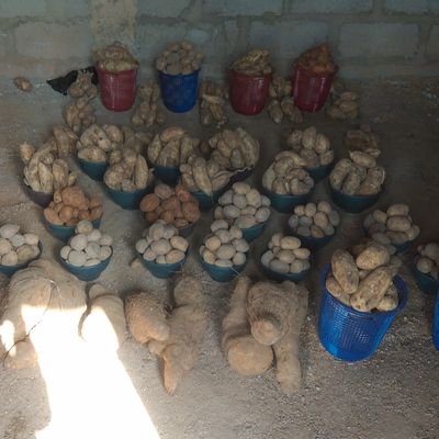 mjimeta's profile picture. Humble up bringing and God fearing.