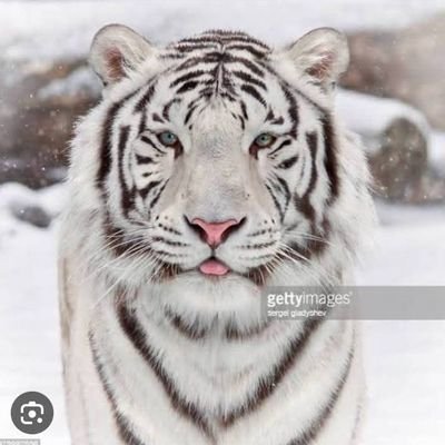 SaraNiazii1's profile picture. پاکستان تحریک انصاف , عمران خان ,