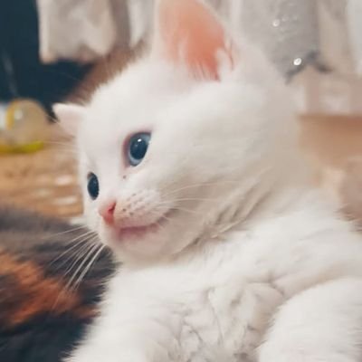 md5736994843798's profile picture. الجنس