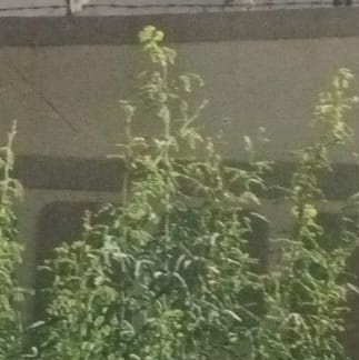 ZareenImran97's profile picture. 