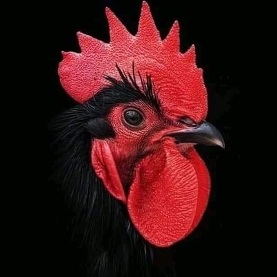 PackoBernal8's profile picture. 