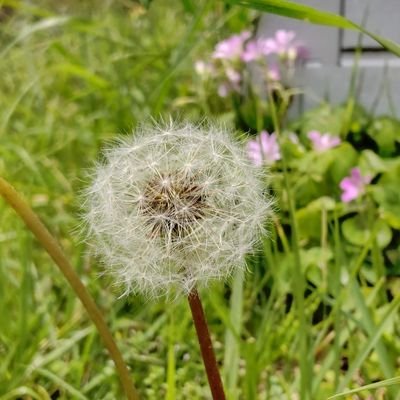 shijimi_4103's profile picture. Γ(՞ةڼ◔﹁)﹁≡≡≡≡333