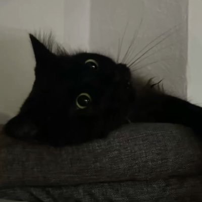 JUSTSEEKMEz's profile picture. BLACK CAT IS A GOOD BOY 🐈‍⬛