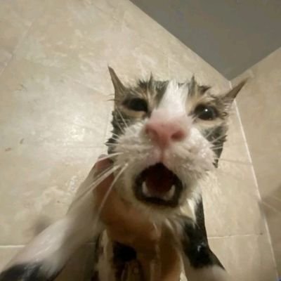 Moyaa030's profile picture. fermented beans