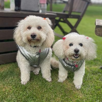 ValentinaPSCM's profile picture. Ingeniera. Desarrolladora. Opita. Amante de los animales, la naturaleza y los libros. Defensora de las buenas causas. Mamá perruna de Páris y Perlita.