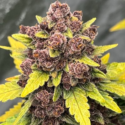 bailesw487's profile picture. ALLWAYS OWD SKOOW.PART TIMERS NEED NOT DON’T WANT 🖕SHOUT OUT THE ONE’S WHO CAN 🫵🌱🍀🌬️😶‍🌫️