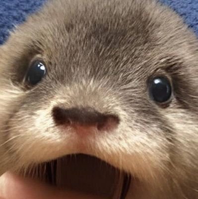 dogwifsealSUI's profile picture. ITS TIME