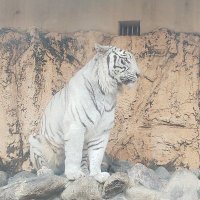 聴こえるからこそ。 (@can_here_but) 's Twitter Profile