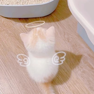 whynotmin_'s profile picture. 雑多|25+｜🌈🔫 |💜＞＞💙❤️🩷🖤|es🌸