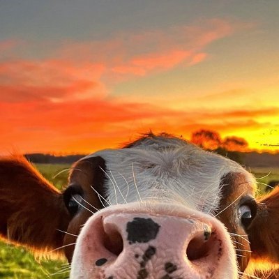 YTMoonFN's profile picture. YouTuber on the come up|1.7K| 🇨🇭& 🇮🇪| 17 | . 999 for Life