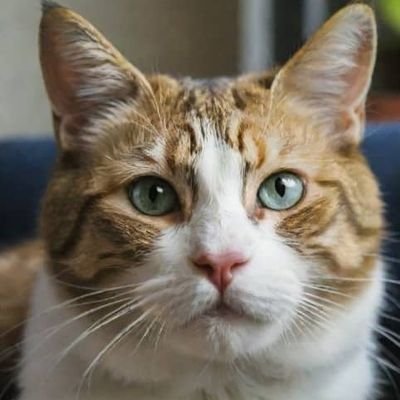 ardonweb3's profile picture. content guru || Threador || Ambassador ||@Lavaragexyz | @Coingames_off