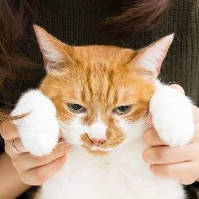 koninoue's profile picture. 紹介制｜週替わり国産小麦｜新規開放の際はXかInstagramストーリーにてお知らせしております