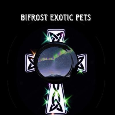 Bifrost_Exotics's profile picture. Owners are Charles & Jayme 👩🏻‍❤️‍👨🏻 We are a PNW Emerging Breeder for Snakes & Lizards Veteran Owned🇺🇸 🌟Support USARK 🐍