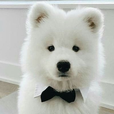 itsmemsee's profile picture. K-pop💚