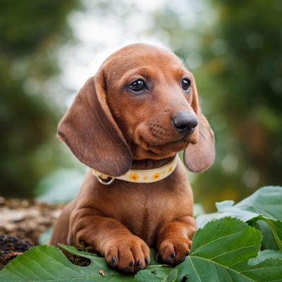 dachshundunity's profile picture. 👉 Welcome to @dachshundunity
🐕 We share daily #dachshund Contents
🐾 Follow us if you really love Dachshund