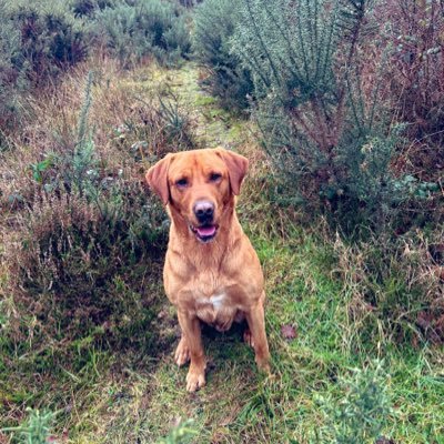 CF51187821's profile picture. Boxing and WWFC fan