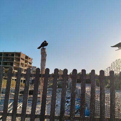 Mostafa51853132's profile picture. 