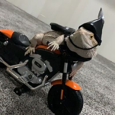 RidgeRider0ne's profile picture. DEMON DEMS ARE THE BIGGEST THREAT TO THE REPUBLIC  🇺🇸