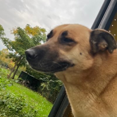 satellitecass's profile picture. pertevniyal152