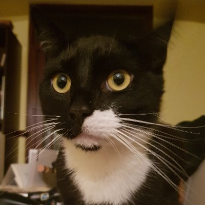 soverncomfort's profile picture. Lover of sun, travel, cats & Charlton Athletic FC (not necessarily in that order).