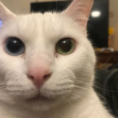 ChickenSpammerr's profile picture. Go away, you stupid bots.
