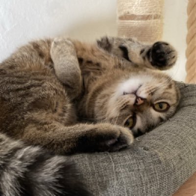 ja_maik's profile picture. 