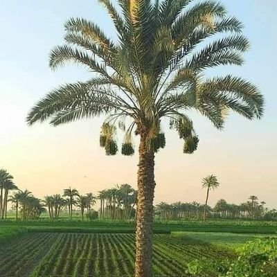 mmdsn364283's profile picture. 
