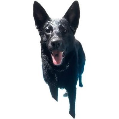 Ann475654901's profile picture. A dog’s life & companion