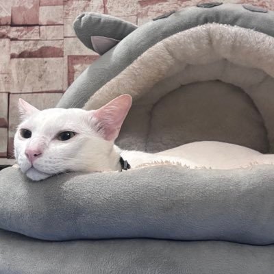 afterrai_n's profile picture. รับทำงาน/การบ้าน 💟 เรียน Marketing มีประการณ์ทำ สไลด์บ่อย แผนการตลาด | รับประกันได้งานไว คุณภาพดี แก้งานได้ไม่วีนแน่นอน! ★ https://t.co/gE9Fjf5Bo0