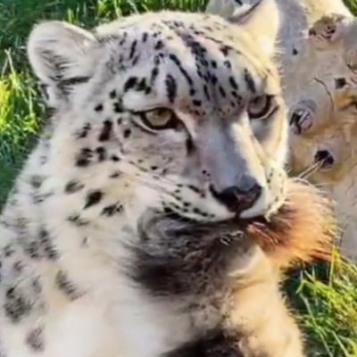 Poypirin's profile picture. 🪄ตามข่าวสาร บ่น เล่นเกม
To the savage daughters
Who dares to dream
With the power to move mountains
Yet wild and free
