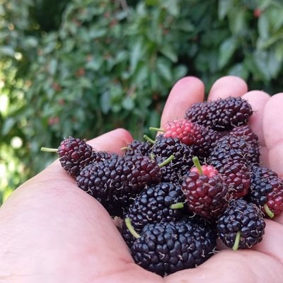 OrochimaruNaru1's profile picture. ⬇️