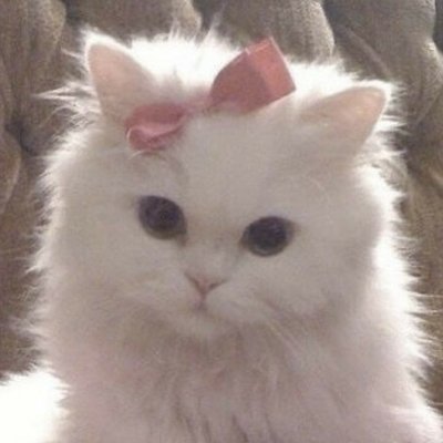 Army_AmraAlt78's profile picture. #moon23k #chenniefesting
🍷🍦🍋⭐️🐼👾🐇🩰🍰
#rinfesting 🐻🔮 🪻🦪🥐
#sakurafesting💧❕🤍🎧🎮#emssupremacy #sabcoon #ashleyfesting #meipocalypse #aquafesting