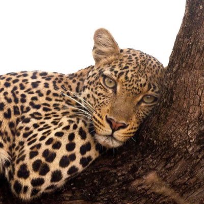 amunyua's profile picture.