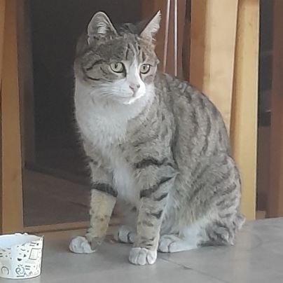 rango43745's profile picture. 