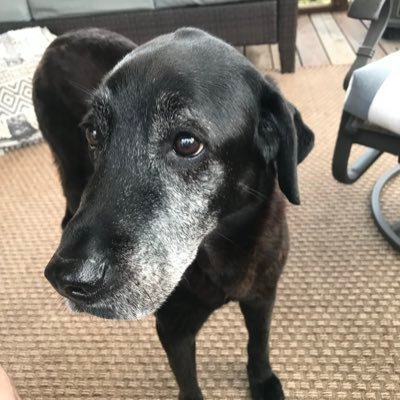 SbesR's profile picture. 