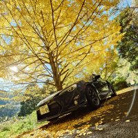 🌸🧸👾🦴しゅんろく🦖❤🎀🐈 (@86zenkitrd_61k) 's Twitter Profile Photo