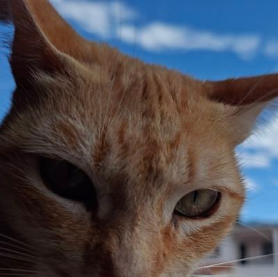 jeantvz's profile picture. 💻  Freelance dev | #Python, JS, #C++, #Java | #100DaysOfCode 🤘 | Learning 🌱& sharing daily tips | DM for collabs 🧩

🚀 Turning ☕ into code