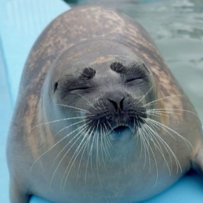 @Tsukichanseal