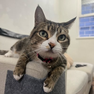 Idiari3's profile picture. 