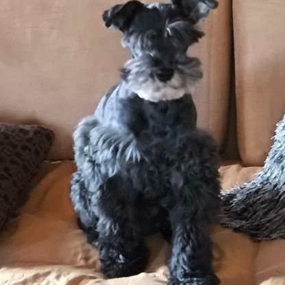 Elypotens03's profile picture. Ser o no ser