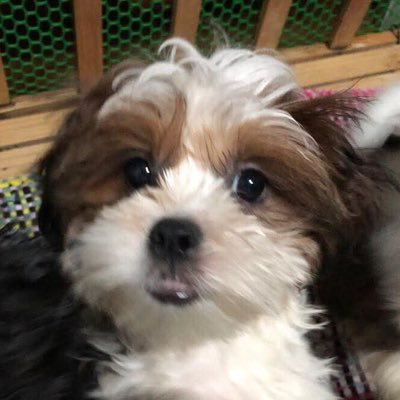 tahopastah's profile picture. spiderman clairo ever