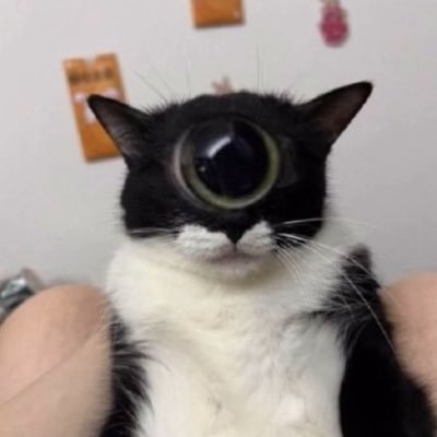 Cellular_alt's profile picture. Main: @cellular_main