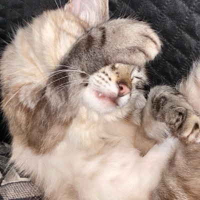 rhadija_sousa's profile picture. .