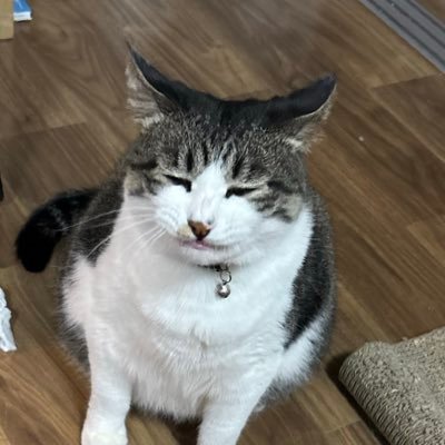 So_chan_donbass's profile picture. 岡グリ　76th Bass↓