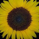 Joanne Biddle - @buymoreflowers - Twitter