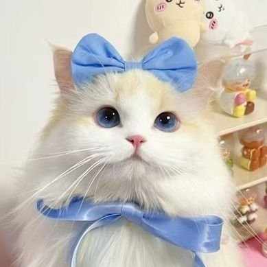 haobows's profile picture. 