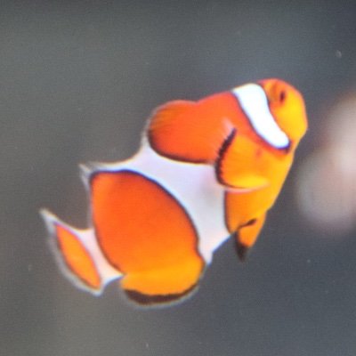 dattsuryoku's profile picture. 多趣味アカウント