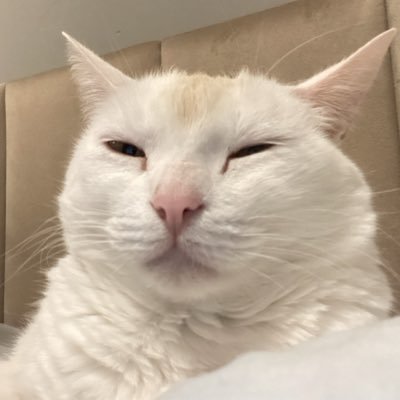 vgznini's profile picture. 🌞 @laracaroliner