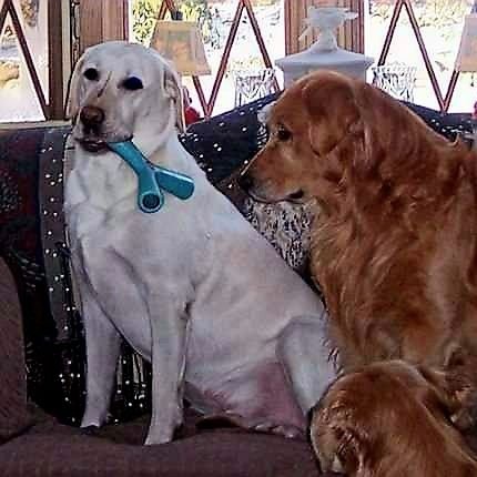 @A_NHDogLover