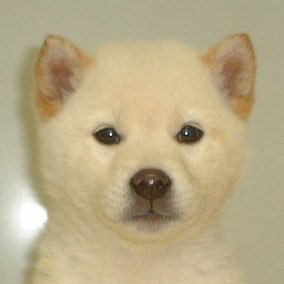 unohiro0411's profile picture. お笑い メチャ好き！ 酒飲みながらお笑い見てると仕事のイヤな事も忘れられる。 少し前に群発性頭痛発症。この病気とは長~い付き合いになりそう。無言フォロー失礼します。相互フォロー嬉しいです。フォローバックはプロフ拝見してからになります。末永〜く仲良くして下さい。